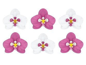 Dekoracje papierowe Aloha - Orchidee